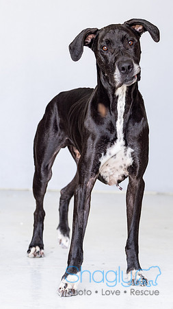 Bruiser