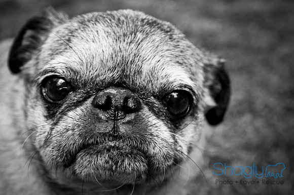 DFW Pug Rescue-7