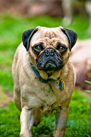 DFW Pug Rescue-79