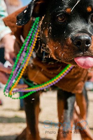 Krewe of Barkus 2011-28