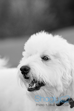 Cooper-7