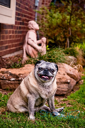 DFW Pug Rescue-122