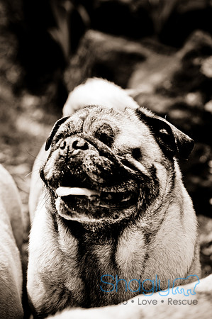 DFW Pug Rescue-98