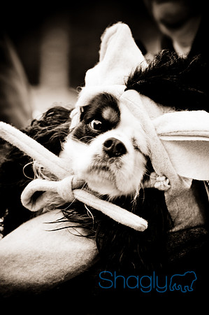 Krewe of Barkus-55