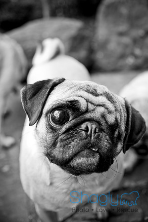 DFW Pug Rescue-38