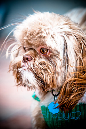 Krewe of Barkus-37