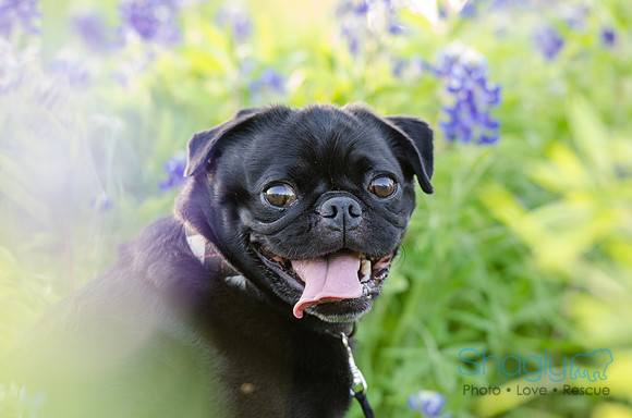 Bluebonnets Pug and Bulldog-28