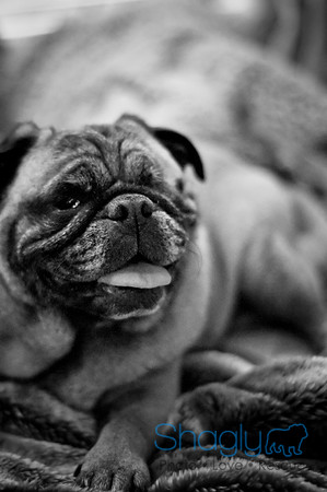 DFW Pug Rescue-139