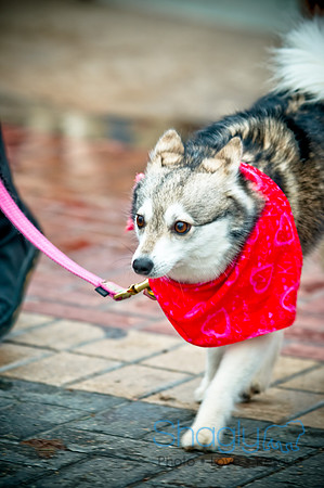 Krewe of Barkus-52