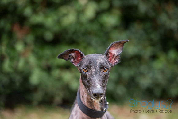 Zena