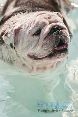 Dog-A-Poolooza-50
