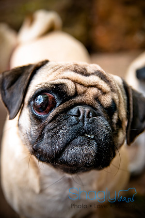 DFW Pug Rescue-37