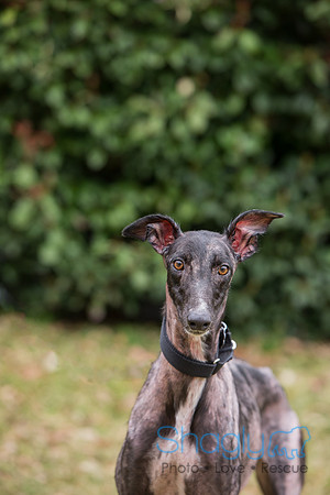 Zena