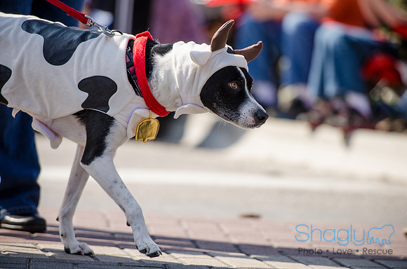 Krewe of Barkus 2012-218