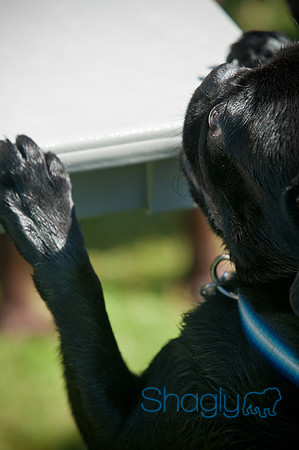Dog-A-Poolooza-39