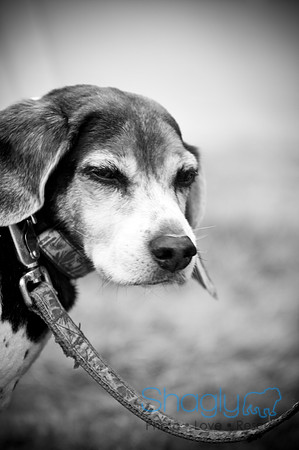 Krewe of Barkus-93