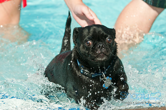 Dog-A-Poolooza-64
