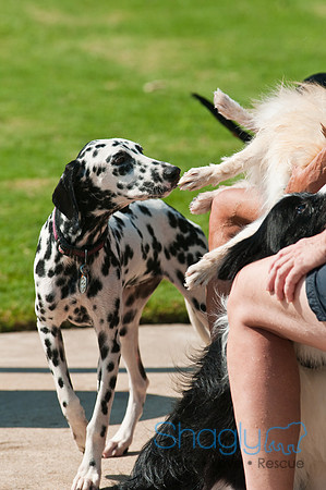 Dog-A-Poolooza-56