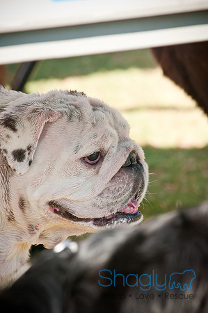 Dog-A-Poolooza-27