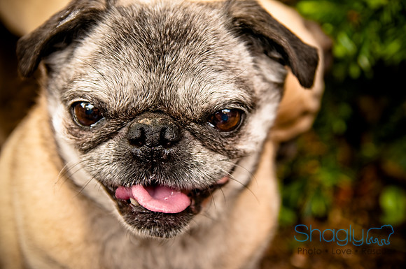 DFW Pug Rescue-29