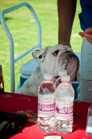 Dog-A-Poolooza-4
