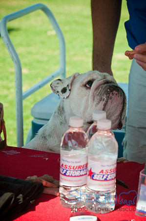 Dog-A-Poolooza-4