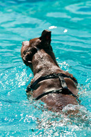 Dog-A-Poolooza-7