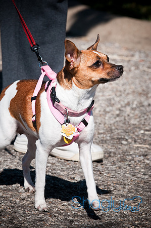 Richardson Pet Day-0208