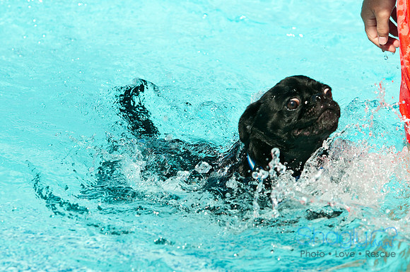 Dog-A-Poolooza-63
