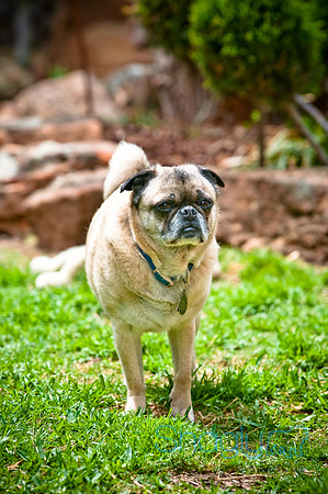 DFW Pug Rescue-74