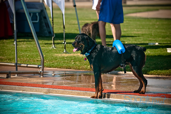 Dog-A-Poolooza-53