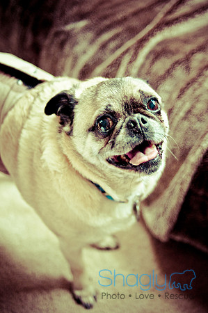 DFW Pug Rescue-133