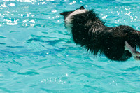Dog-A-Poolooza-8