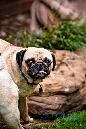 DFW Pug Rescue-66