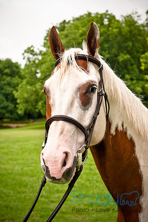 White Horse Farms-4
