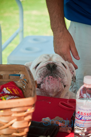 Dog-A-Poolooza-5