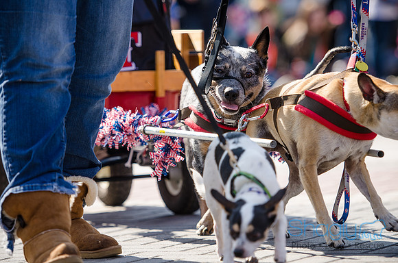 Krewe of Barkus 2012-267