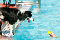 Dog-A-Poolooza-12
