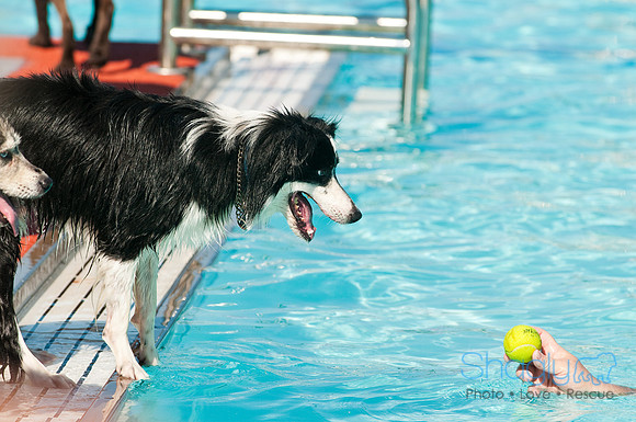 Dog-A-Poolooza-12
