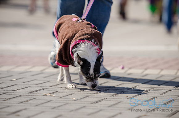 Krewe of Barkus 2012-210