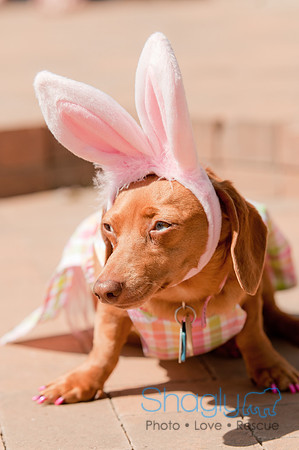 Shagly Photography-Easter Begg Hunt-2