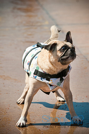 Dog-A-Poolooza-45