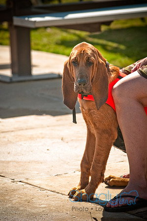 Dog-A-Poolooza-55