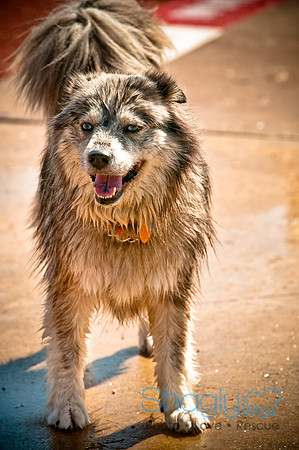 Dog-A-Poolooza-37