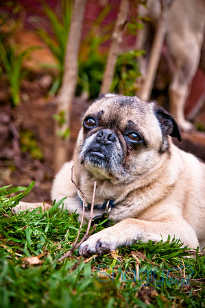 DFW Pug Rescue-130