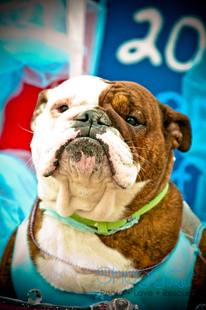 Krewe of Barkus-80