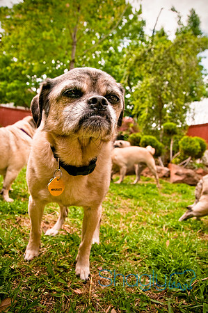 DFW Pug Rescue-12