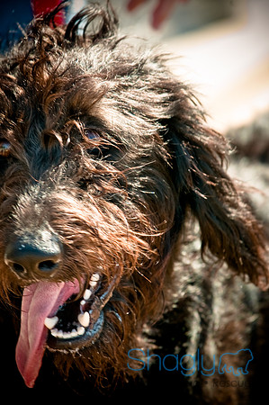 Dog-A-Poolooza-21