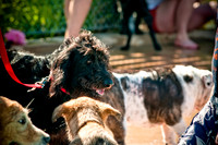 Dog-A-Poolooza-13