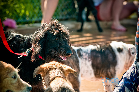 Dog-A-Poolooza-13